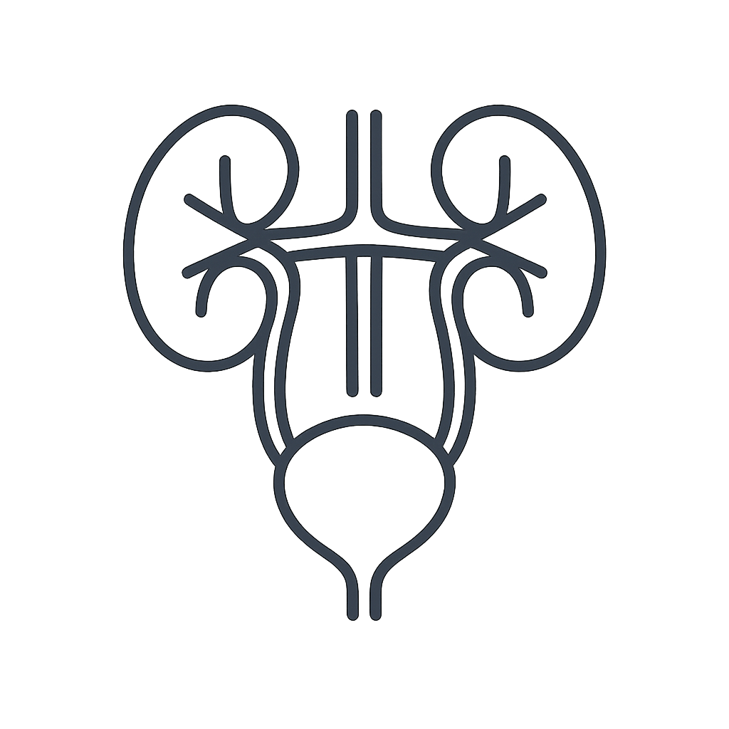 An outline of a drawing of the human kidneys.